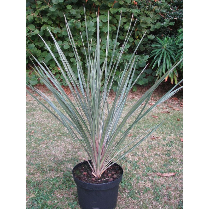 Cordyline australis 'pink Champagne'