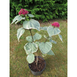 Clerodendrum bungei pink diamond