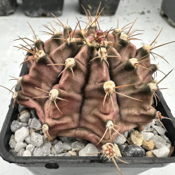 Gymnocalycium Fancy Purple