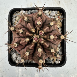 Gymnocalycium Fancy Purple