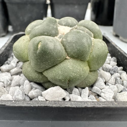 Coryphantha elephantidens inermis