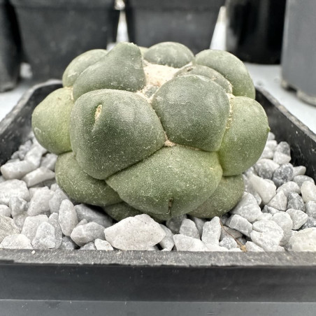 Coryphantha elephantidens inermis