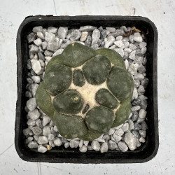 Coryphantha elephantidens inermis