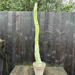 Pachycereus schottii monstrosus - minor