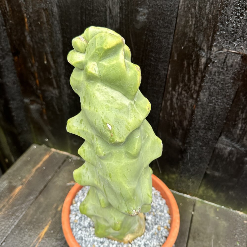 Pachycereus schottii monstrosus - major