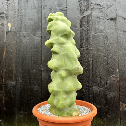 Pachycereus schottii monstrosus - major