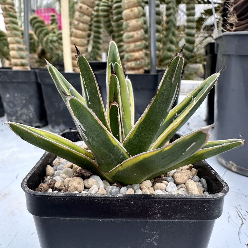 Agave victoria-reginae aureomarginata
