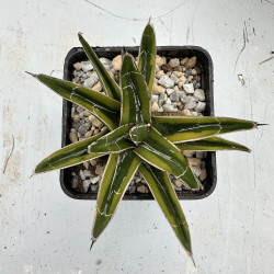Agave victoria-reginae aureomarginata