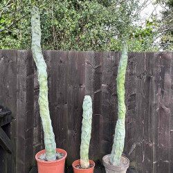 Pachycereus schottii monstrosus minor