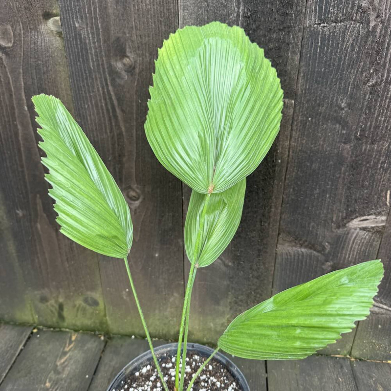 Licuala peltata sumawongii