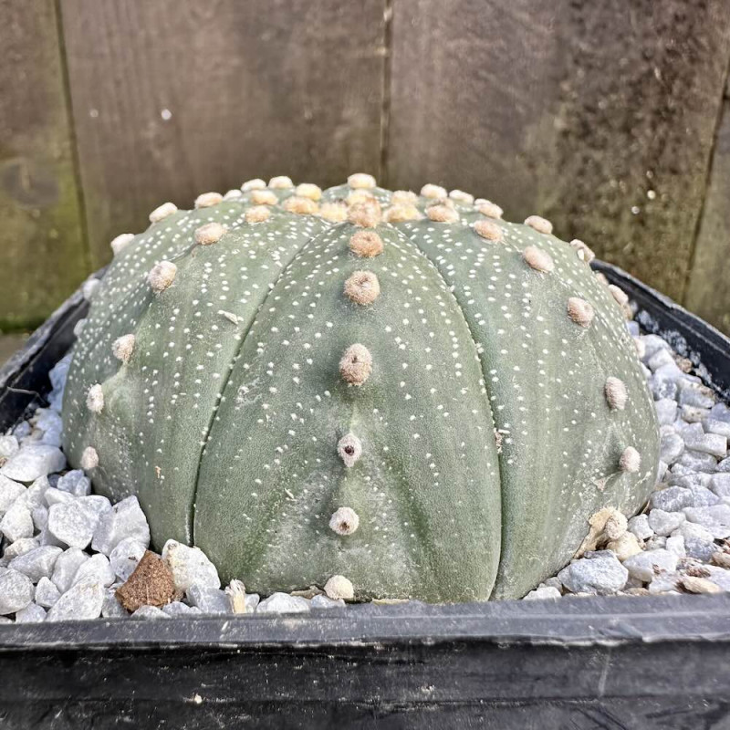 Astrophytum asterias