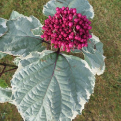 Clerodendrum bungei 'pink diamond'