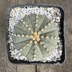 Astrophytum asterias