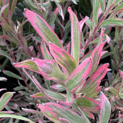 Leucadendron Jolly Joker MMEA®