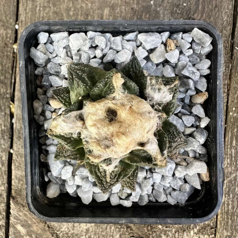 Ariocarpus fissuratus hintonii