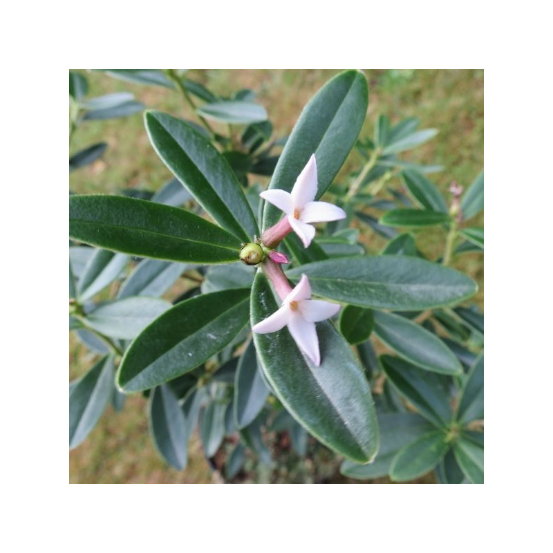 Daphne tangutica