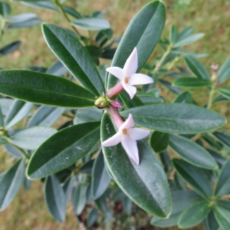 Daphne tangutica