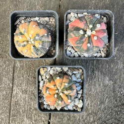 Astrophytum asterias variegata Purple