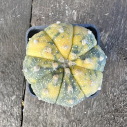 Astrophytum asterias variegata