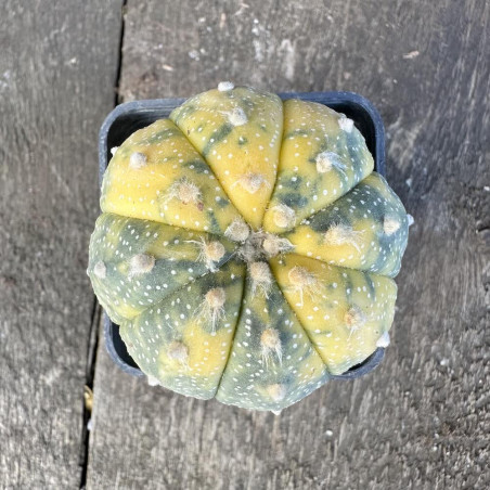 Astrophytum asterias variegata