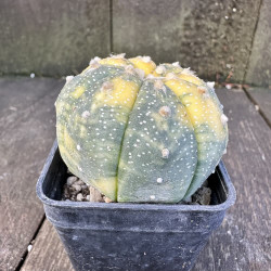 Astrophytum asterias variegata