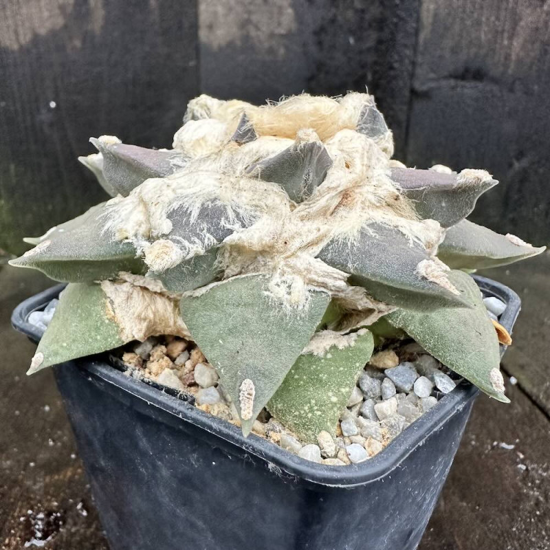 Ariocarpus retusus