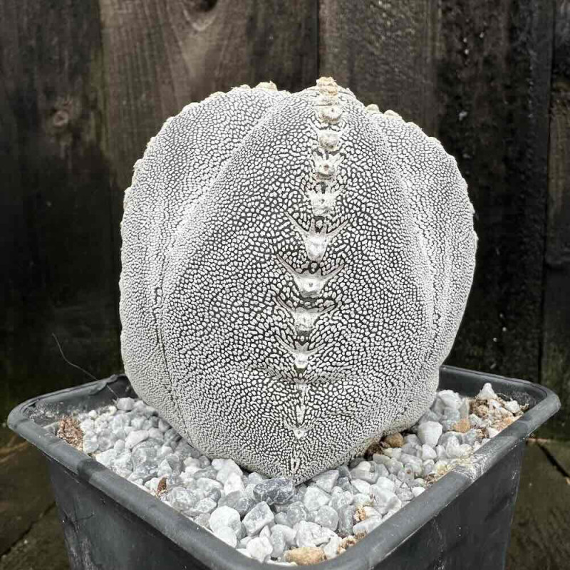 Astrophytum myriostigma quadricostatum Onzuka