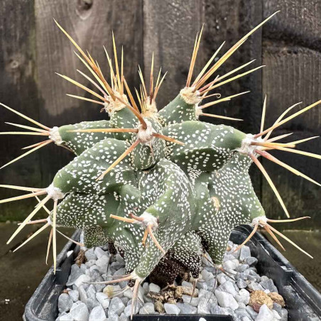 Astrophytum ornatum Kikko