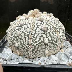 Astrophytum asterias Superkabuto