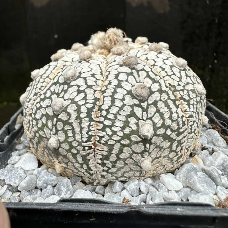 Astrophytum asterias Superkabuto