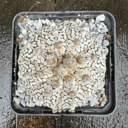 Astrophytum asterias Superkabuto