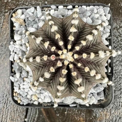 Gymnocalycium friedrichii