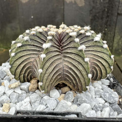Gymnocalycium friedrichii