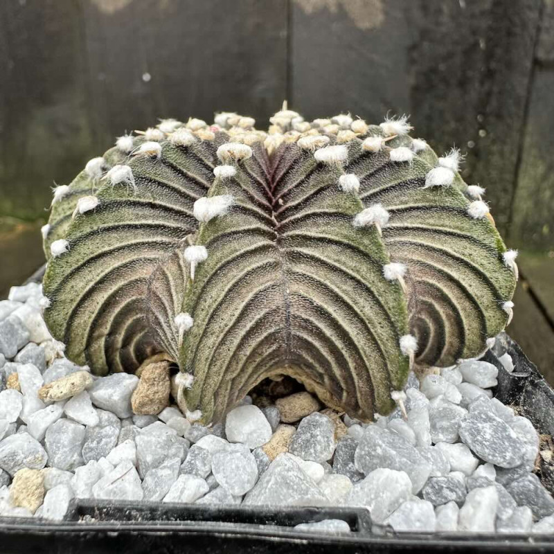 Gymnocalycium friedrichii