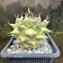 Turbinicarpus alonsoi variegata