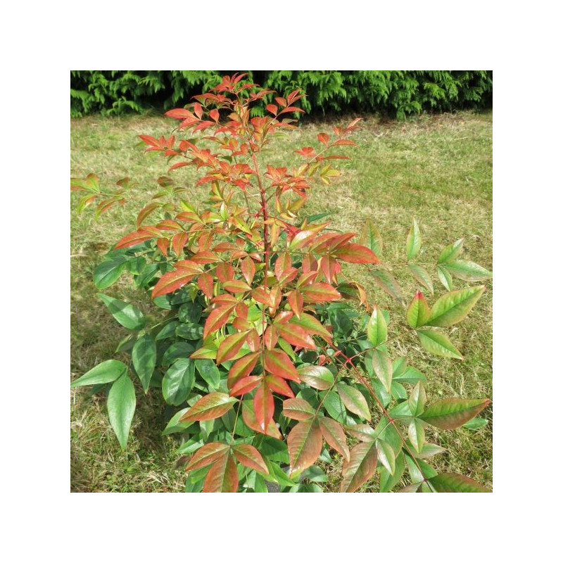 Nandina domestica gulf stream