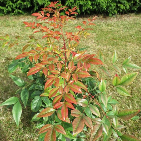 Nandina domestica gulf stream