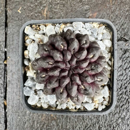 Eriosyce occulta Black Skin