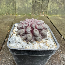 Eriosyce occulta Black Skin