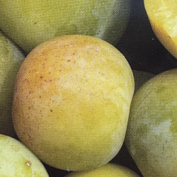 Prunus domestica Badoual