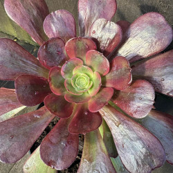 Aeonium Cupid
