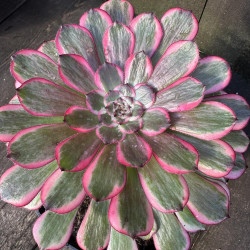 Aeonium Pink King Kong