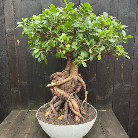 Ficus microcarpa Bonsaï