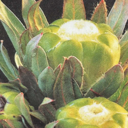 Protea coronata