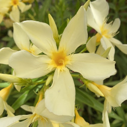 Nerium oleander Zenith COV