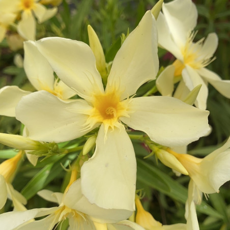 Nerium oleander Zenith COV