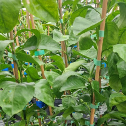 Citrus x Tangor Kiyomi