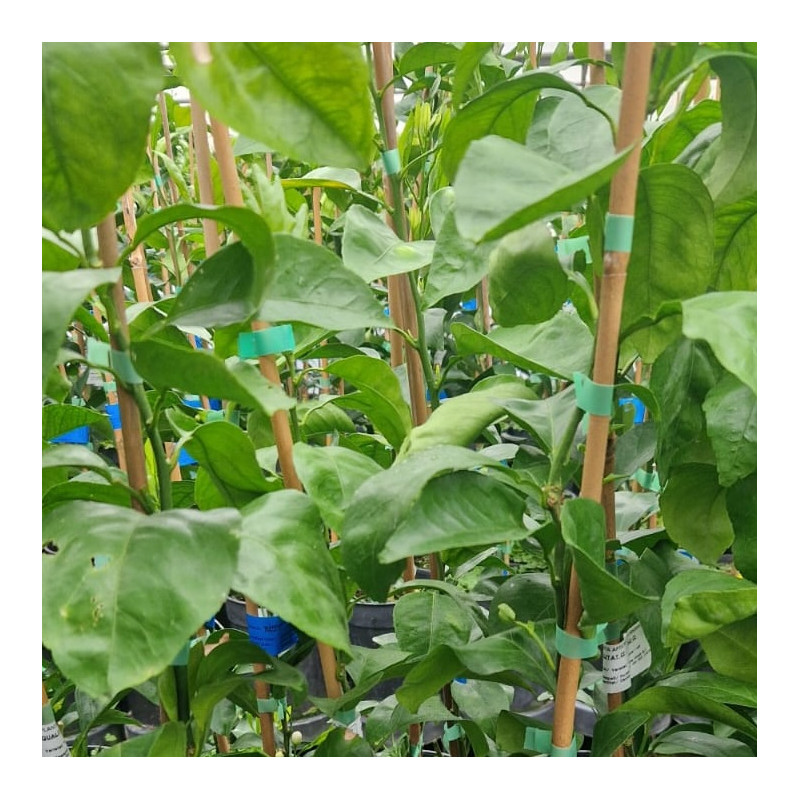 Citrus x Tangor Kiyomi