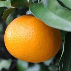 Citrus x Tangor Kiyomi