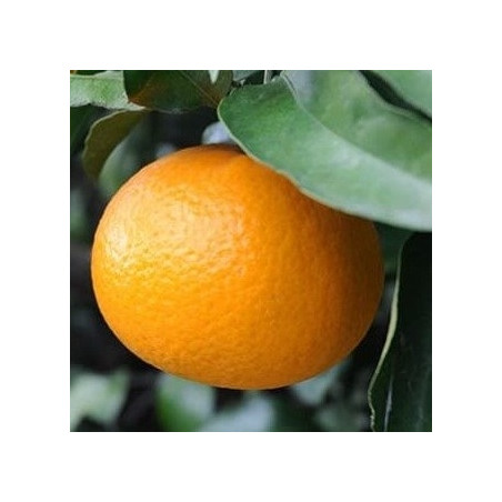 Citrus x Tangor Kiyomi